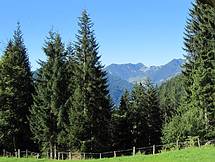 Wald und Wiese