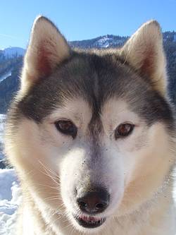 Sibirien Husky