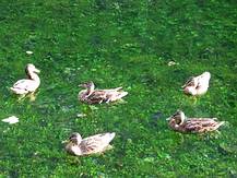Enten schwimmen über die Almwiese
