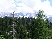 Wald mit Dachstein