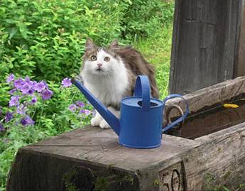 Kater Siri wird gesucht