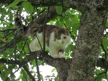 wo ist der 2 j�hrige Kater?
