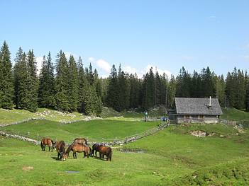 Viele Pferde verbringen den Sommer auf der Plankensteinalm