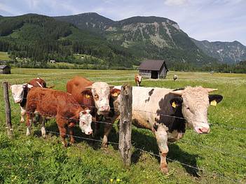 vor allem Rinder weiden auf den Gosauer Wiesen