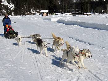 Schlittenhunde Taxi mit 3 Kindern